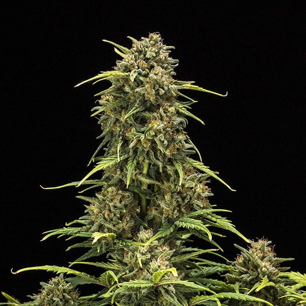 ROYAL QUEEN SEEDS - SWEET SKUNK AUTO