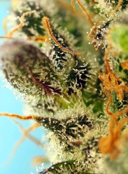 SWEET SEEDS - Sweet Zenzation XL Auto®