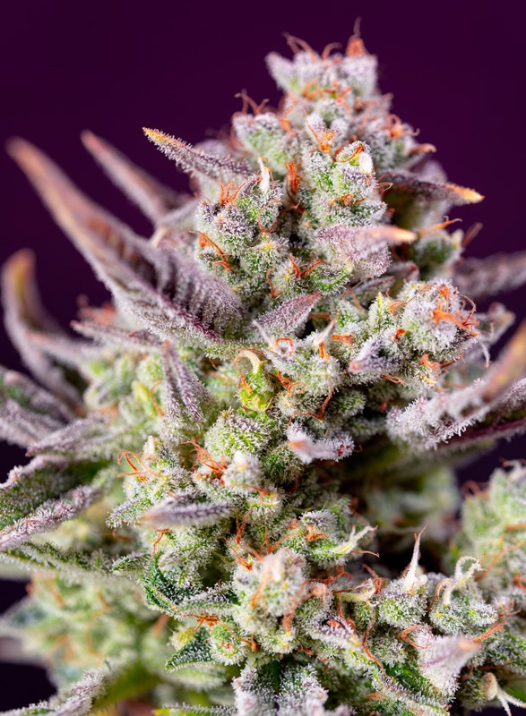 SWEET SEEDS - Sweet Zenzation XL Auto®