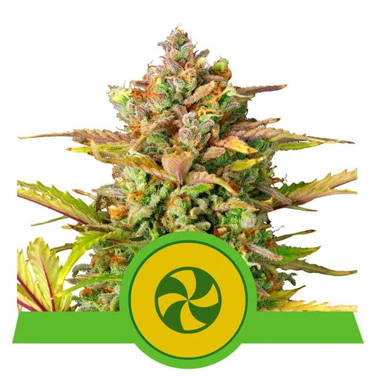 ROYAL QUEEN SEEDS - SWEET ZZ AUTO