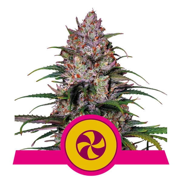 ROYAL QUEEN SEEDS - SWEET ZZ (EX SKITTLEZ) - USA PREMIUM