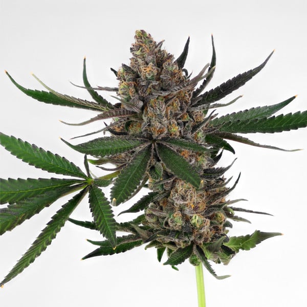 ROYAL QUEEN SEEDS - SWEET ZZ (EX SKITTLEZ) - USA PREMIUM