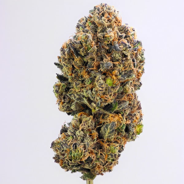 ROYAL QUEEN SEEDS - SWEET ZZ (EX SKITTLEZ) - USA PREMIUM