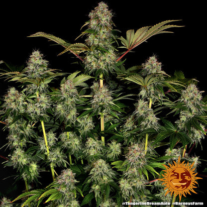 BARNEY'S FARM - TANGERINE DREAM AUTO
