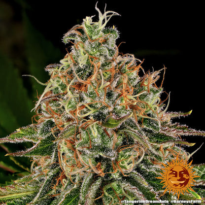 BARNEY'S FARM - TANGERINE DREAM AUTO