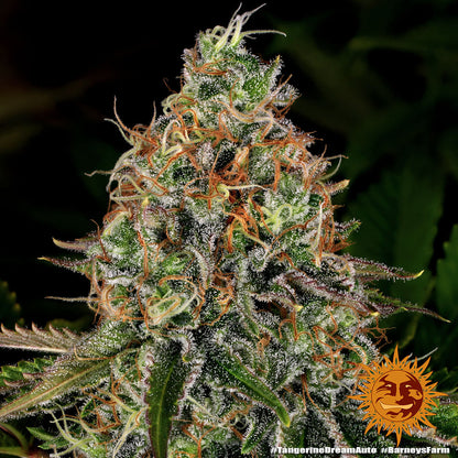 BARNEY'S FARM - TANGERINE DREAM AUTO