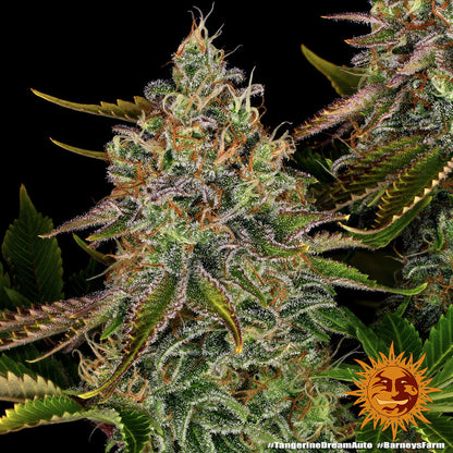 BARNEY'S FARM - TANGERINE DREAM AUTO