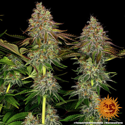 BARNEY'S FARM - TANGERINE DREAM AUTO