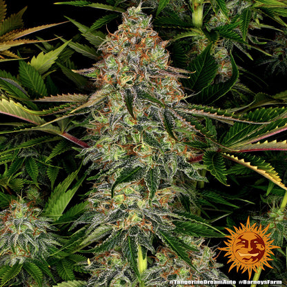BARNEY'S FARM - TANGERINE DREAM AUTO