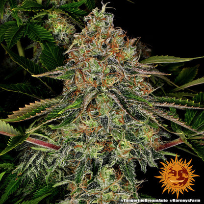BARNEY'S FARM - TANGERINE DREAM AUTO