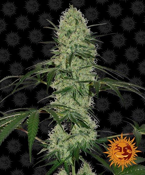 BARNEY'S FARM - TANGERINE DREAM AUTO