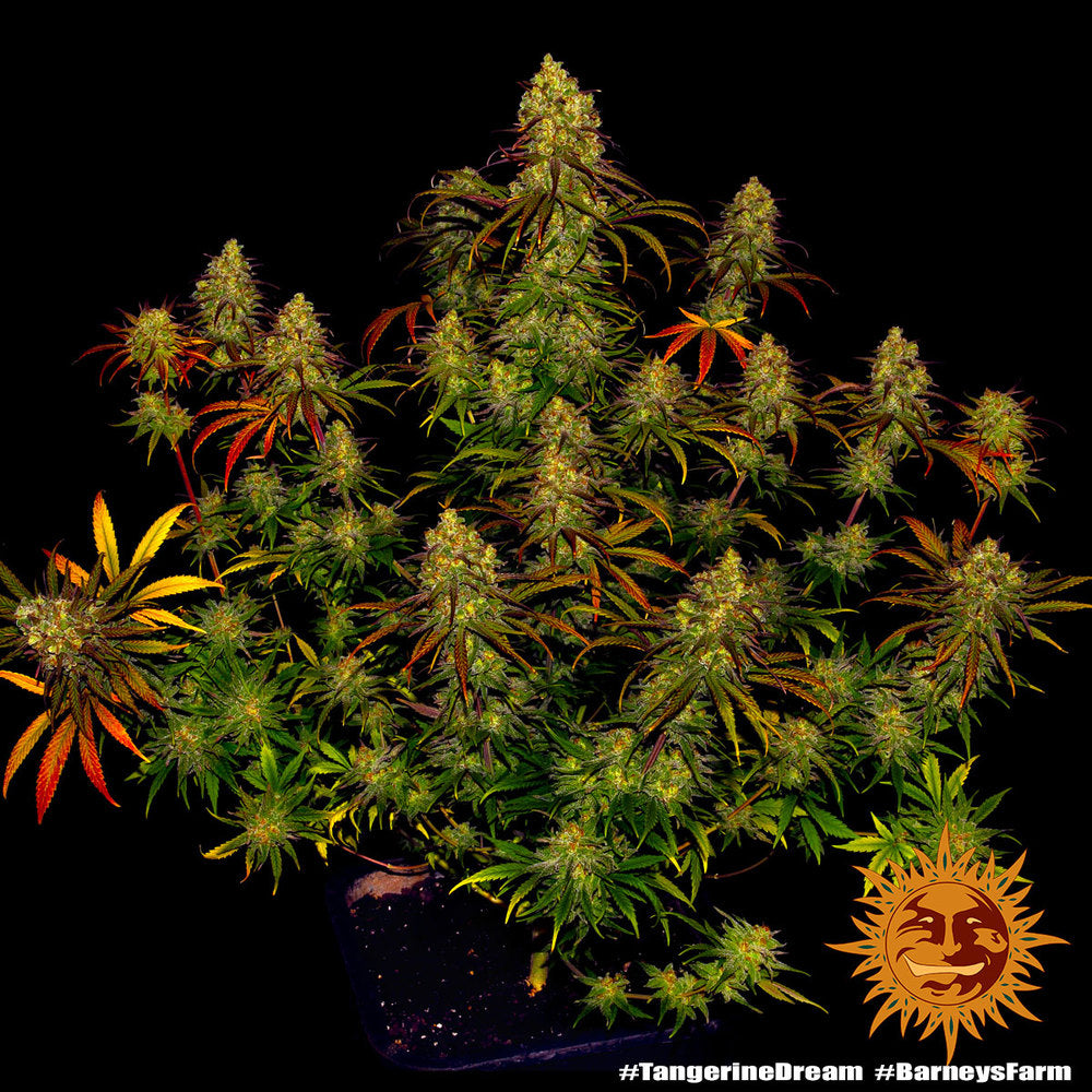 BARNEY'S FARM - TANGERINE DREAM FEMMINIZZATA