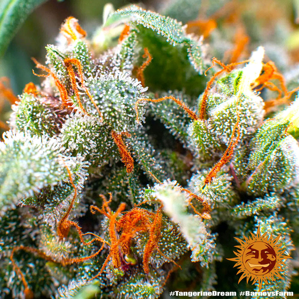 BARNEY'S FARM - TANGERINE DREAM FEMMINIZZATA