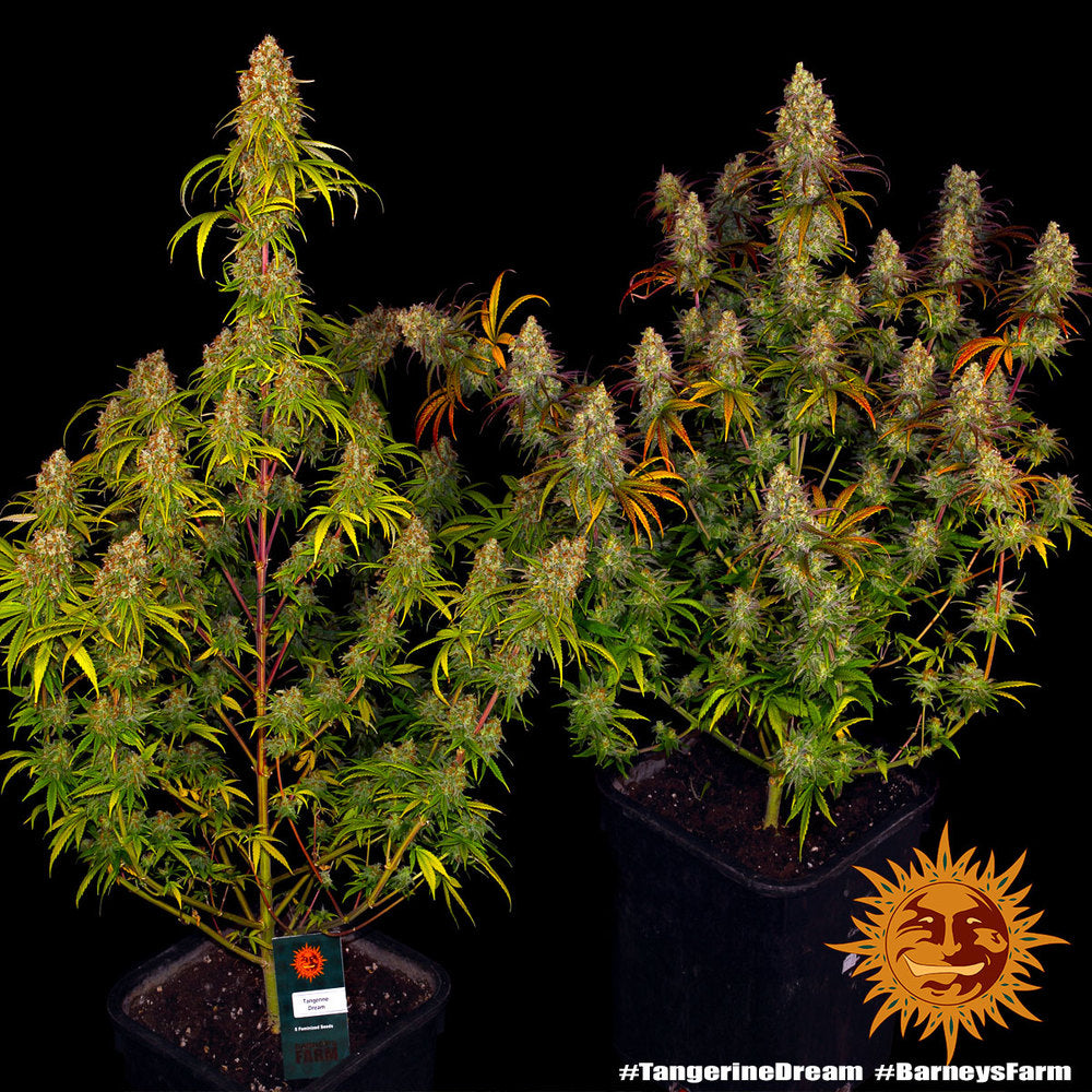 BARNEY'S FARM - TANGERINE DREAM FEMMINIZZATA