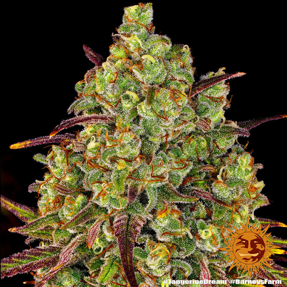 BARNEY'S FARM - TANGERINE DREAM FEMMINIZZATA