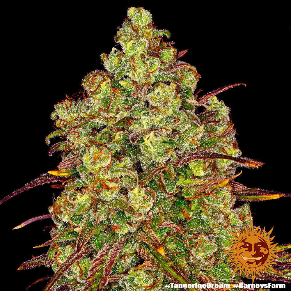 BARNEY'S FARM - TANGERINE DREAM FEMMINIZZATA