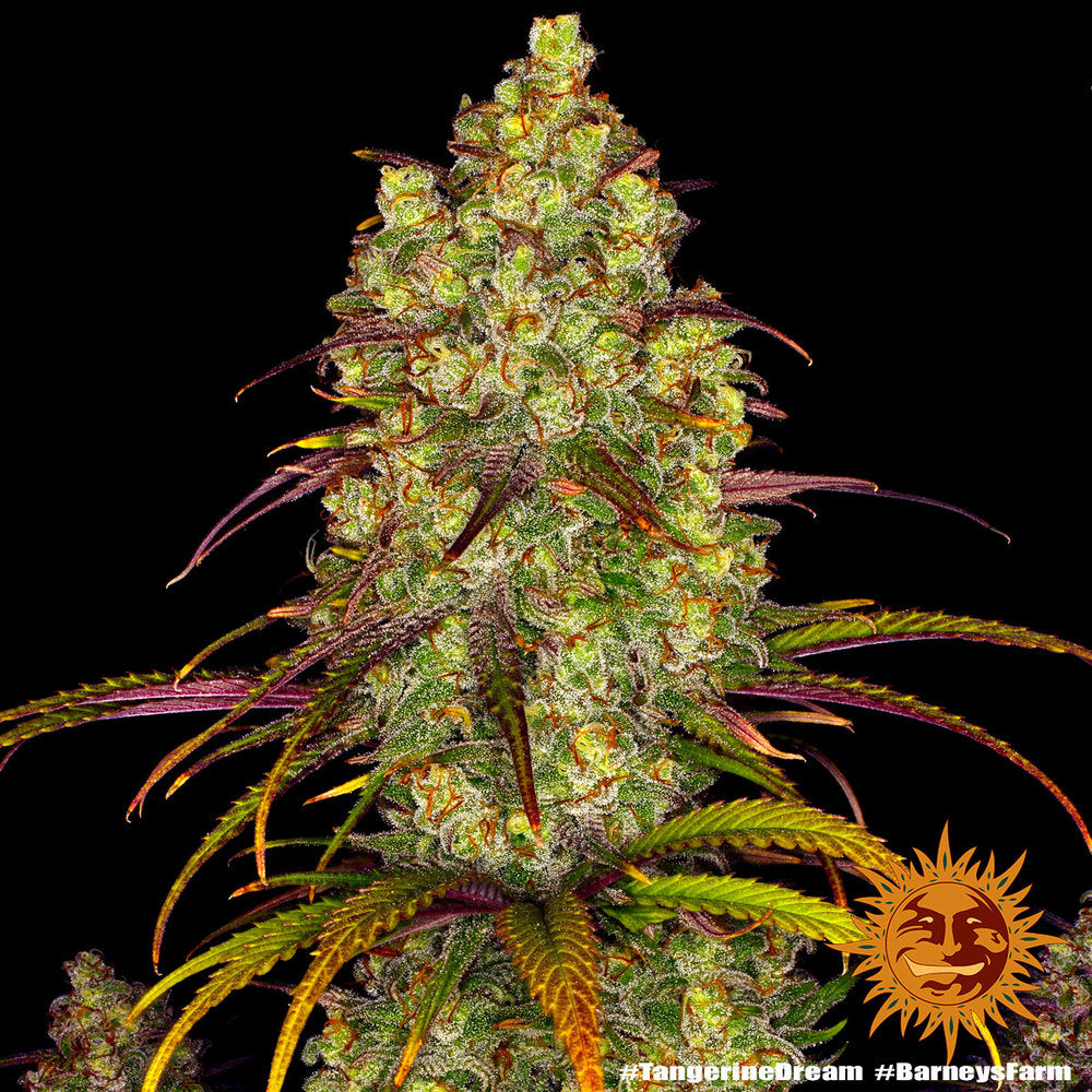 BARNEY'S FARM - TANGERINE DREAM FEMMINIZZATA