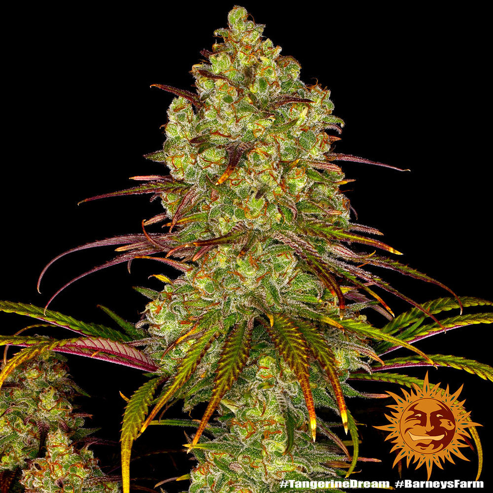 BARNEY'S FARM - TANGERINE DREAM FEMMINIZZATA