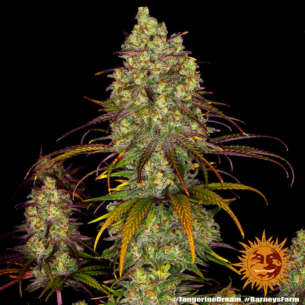 BARNEY'S FARM - TANGERINE DREAM FEMMINIZZATA