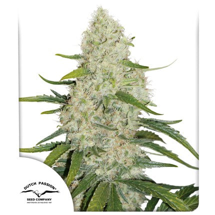 DUTCH PASSION - THINK BIG AUTO