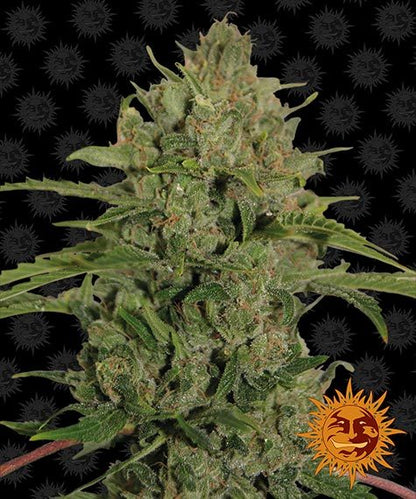BARNEY'S FARM - TRIPLE CHEESE FEMMINIZZATA