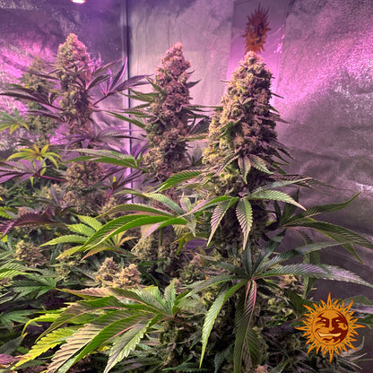 BARNEY'S FARM - TROPICANNA BANANA