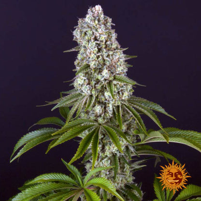 BARNEY'S FARM - TROPICANNA BANANA