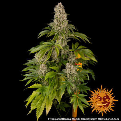 BARNEY'S FARM - TROPICANNA BANANA