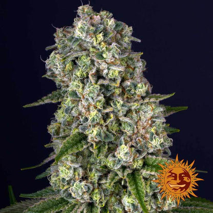 BARNEY'S FARM - TROPICANNA BANANA