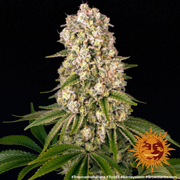 BARNEY'S FARM - TROPICANNA BANANA