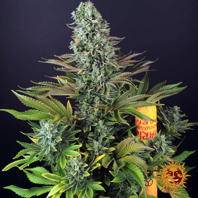 BARNEY'S FARM - TROPICANNA BANANA