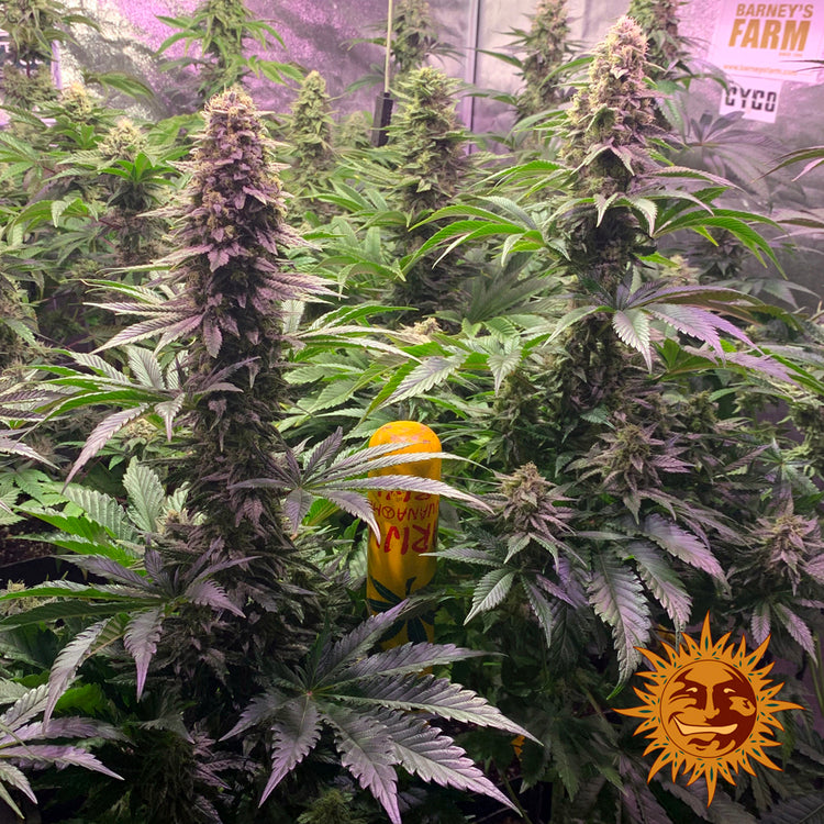 BARNEY'S FARM - TROPICANNA BANANA