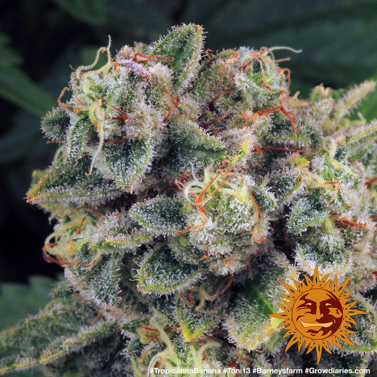 BARNEY'S FARM - TROPICANNA BANANA