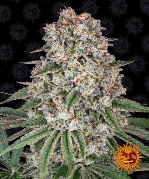 BARNEY'S FARM - TROPICANNA BANANA