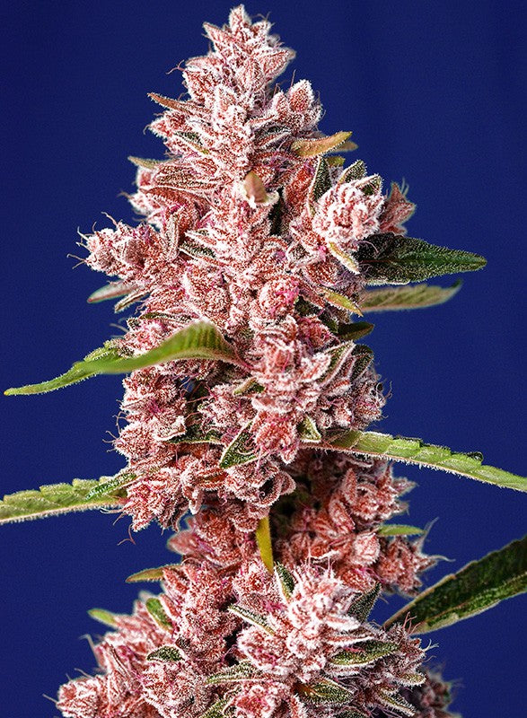 SWEET SEEDS - Tropicanna Poison F1 Fast Version®