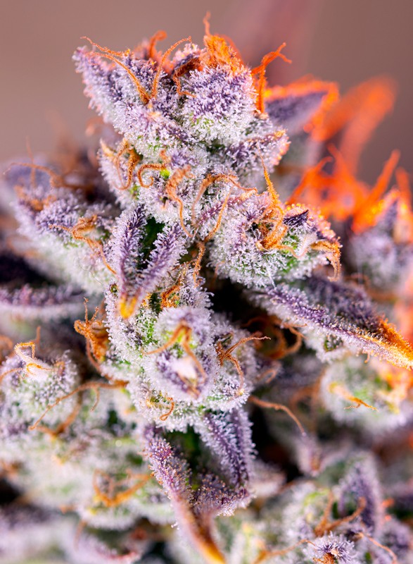 SWEET SEEDS - TROPICANNA POISON XL Auto®