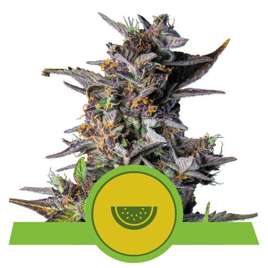 ROYAL QUEEN SEEDS - WATERMELON AUTO