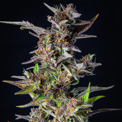 ROYAL QUEEN SEEDS - WATERMELON AUTO