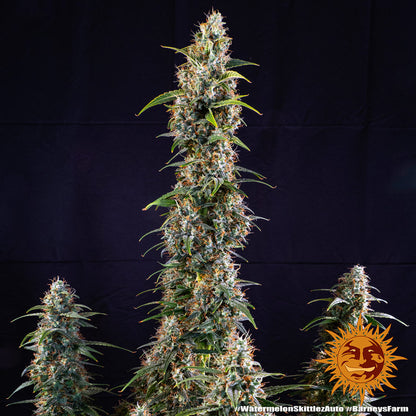 BARNEY'S FARM - WATERMELON ZKITTLEZ AUTO