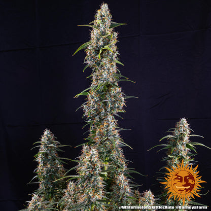 BARNEY'S FARM - WATERMELON ZKITTLEZ AUTO