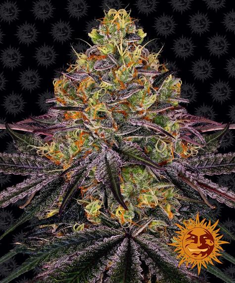 BARNEY'S FARM - WATERMELON ZKITTLEZ FEMM