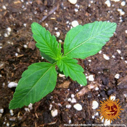 BARNEY'S FARM - ZKITTLEZ OG AUTO