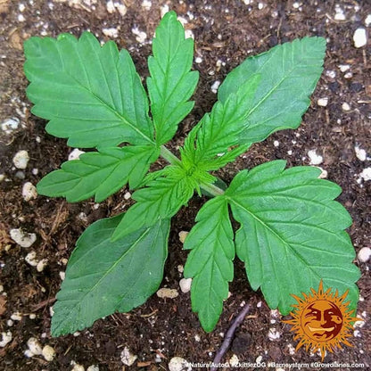 BARNEY'S FARM - ZKITTLEZ OG AUTO