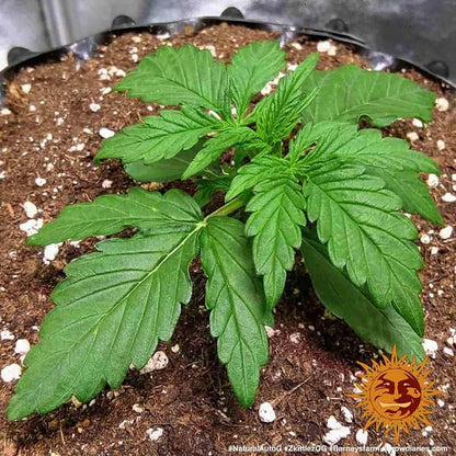 BARNEY'S FARM - ZKITTLEZ OG AUTO