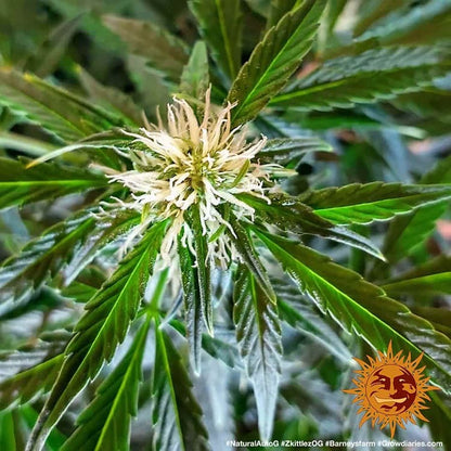 BARNEY'S FARM - ZKITTLEZ OG AUTO