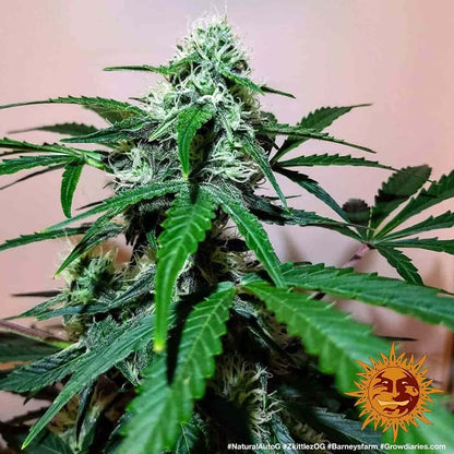BARNEY'S FARM - ZKITTLEZ OG AUTO