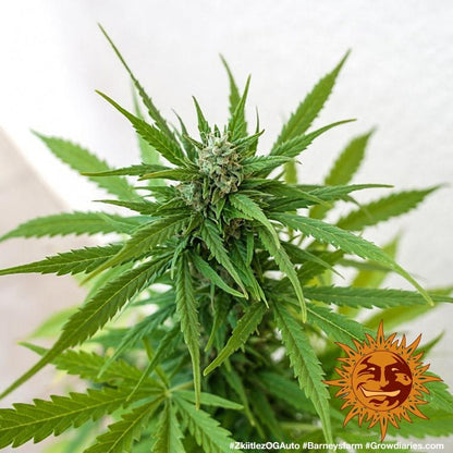 BARNEY'S FARM - ZKITTLEZ OG AUTO