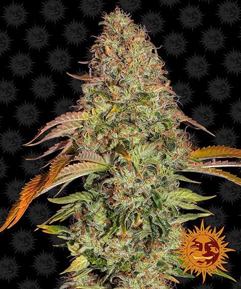 BARNEY'S FARM - ZKITTLEZ OG AUTO